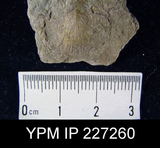 Dalmanella elegantula