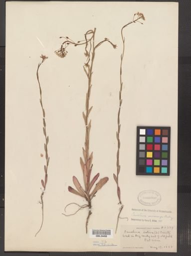 Camelina microcarpa
