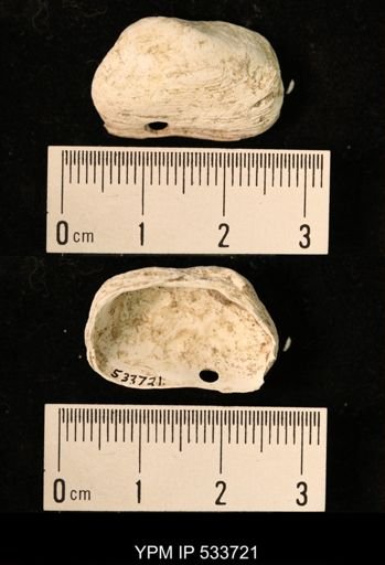 Hiatella arctica
