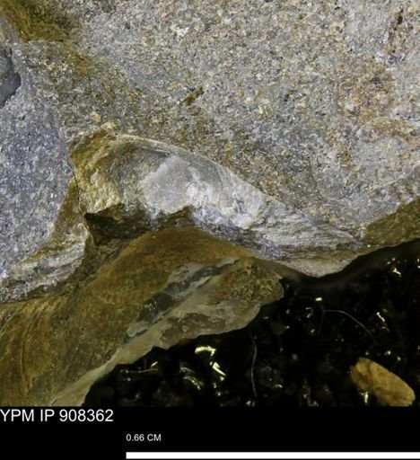 undet. Mollusca
