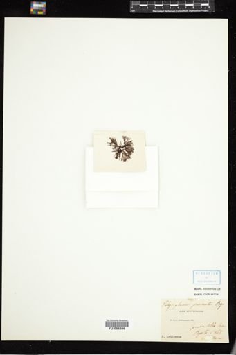Polysiphonia pennata