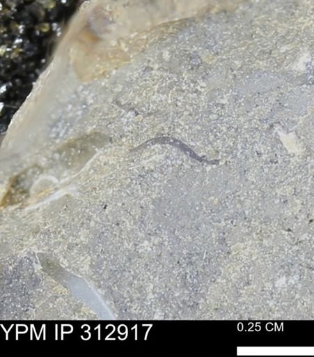 undet. Bivalvia