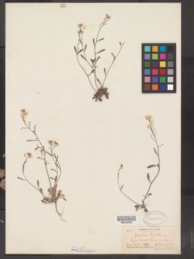 Arabis lyrata