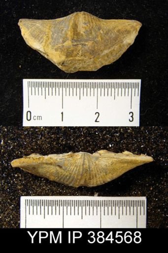 Spirifer marionensis