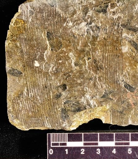 Calamites sp.