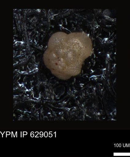 undet. Foraminiferida