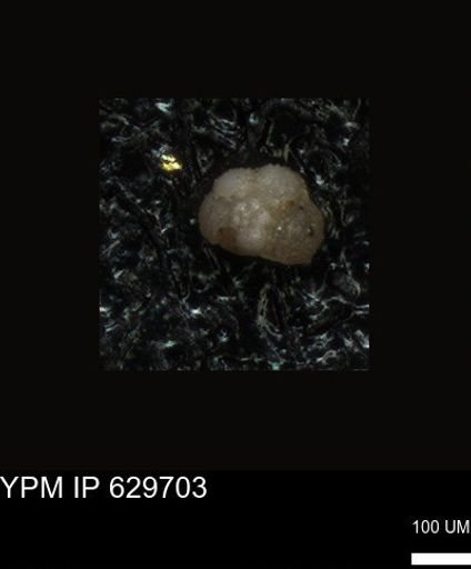 undet. Foraminiferida