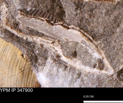 undet. Bivalvia