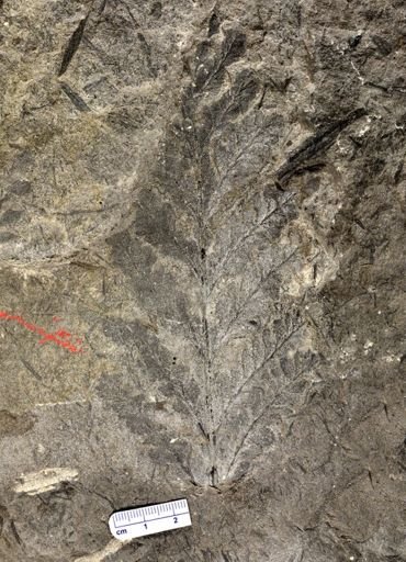 Archaeopteris sp.