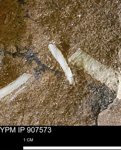 undet. Mollusca