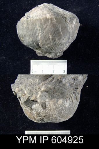 Linoproductus sp.
