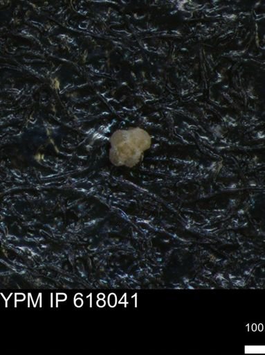 undet. Rugoglobigerinidae