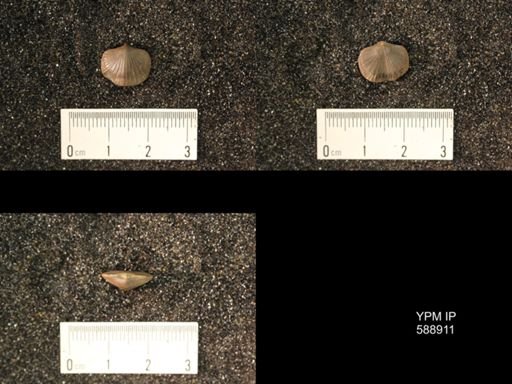Dalmanella testudinaria