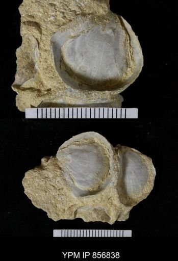 undet. Ostreidae