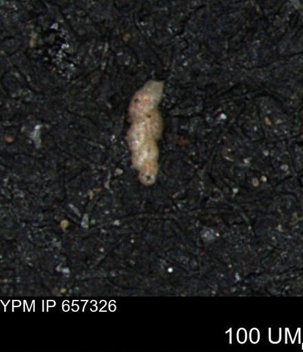 Bimonilina variana
