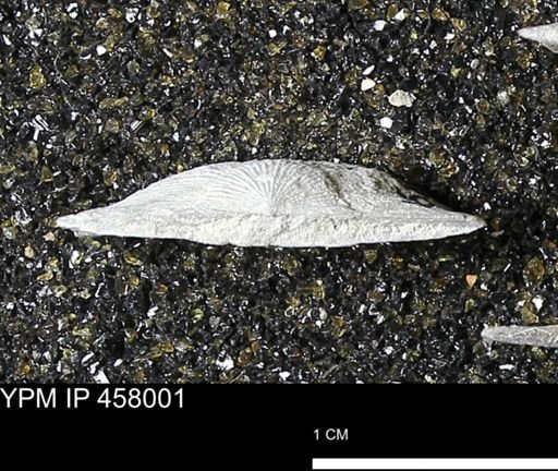 Strophodonta sp.