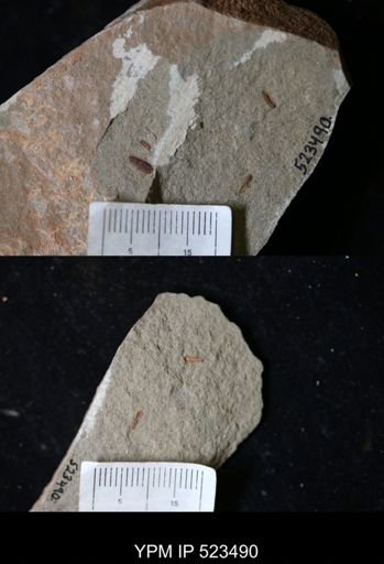 Problematica