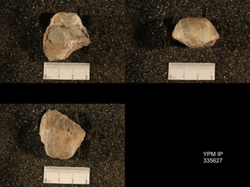 Linoproductus platyumbonus