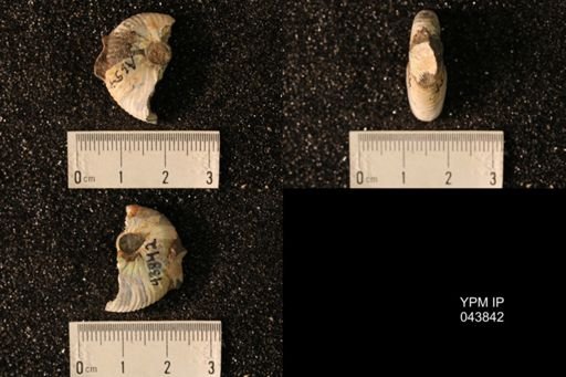 Hoploscaphites nicolletii