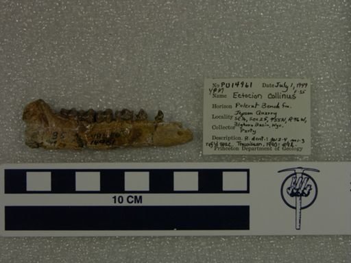 Ectocion collinus