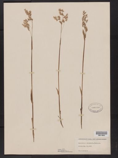 Anthoxanthum nitens