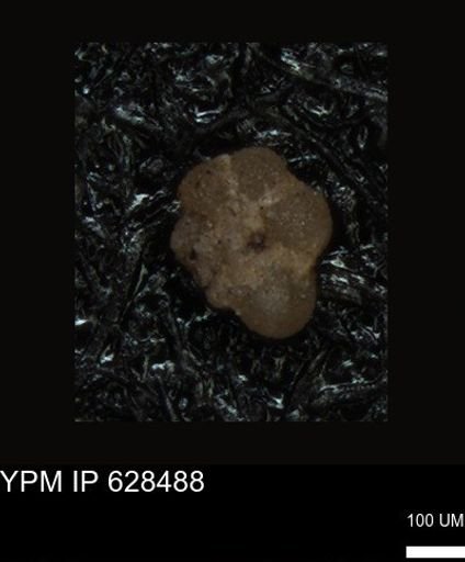 undet. Foraminiferida