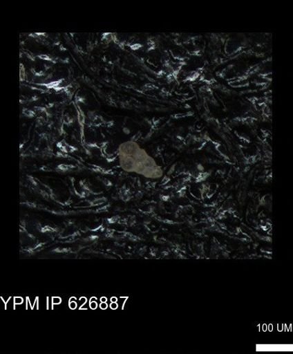 undet. Heterohelicidae