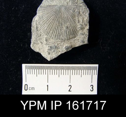Schuchertella subplana
