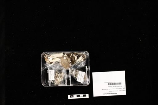 Sternotherus carinatus