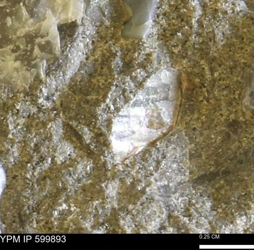 Protocardia subquadrata