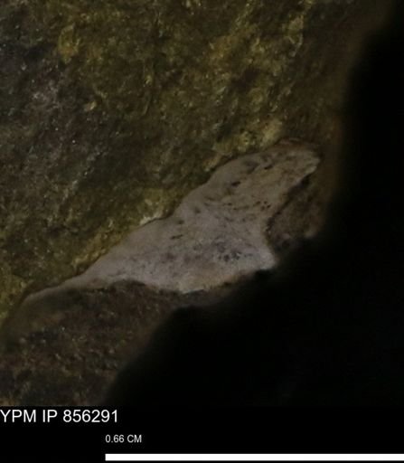 undet. Mollusca
