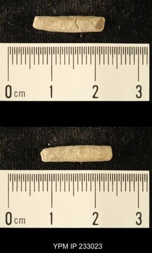 Archaeocidaris sp.