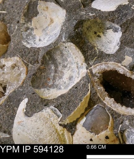 Limopsis? striatopunctatus
