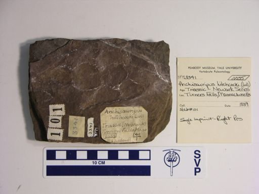 Anchisauripus hitchcocki