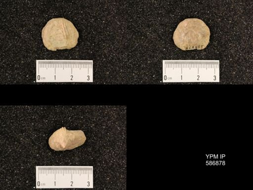 Rhynchotrema capax