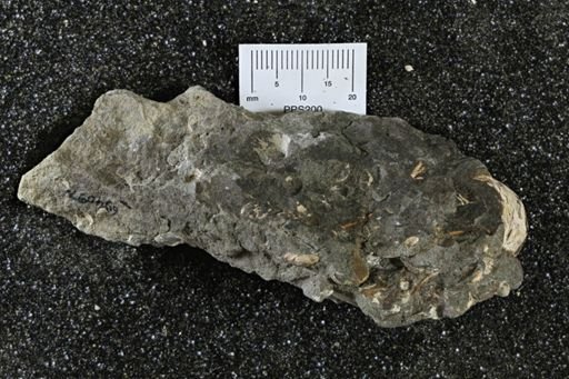 undet. Bivalvia