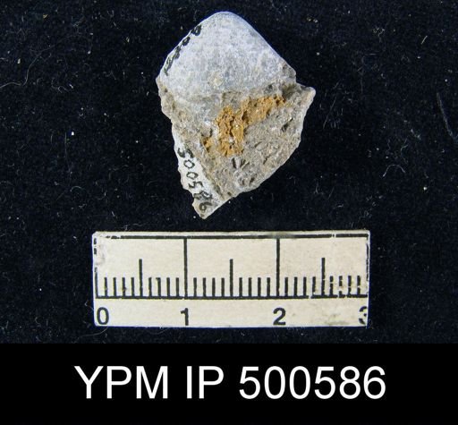 Squamularia guadalupensis