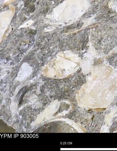 undet. Mollusca