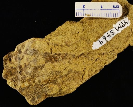 Wingatea plumosa
