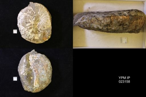 Jeletzkytes nebrascensis