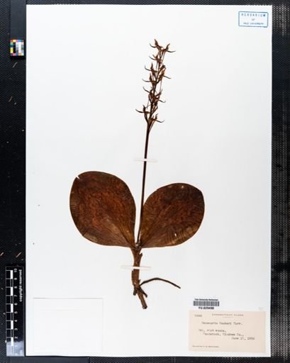 Habenaria hookeri
