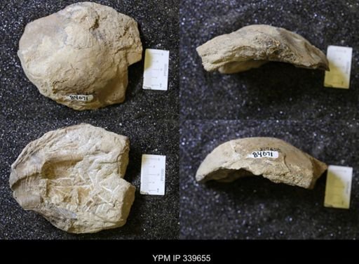 Ostrea glabra?