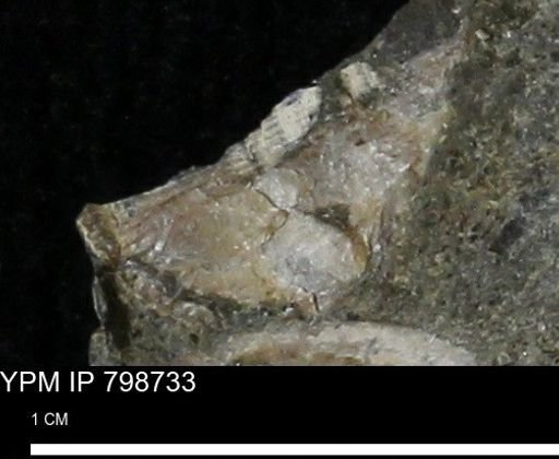 undet. Mollusca