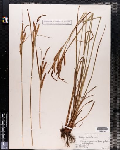 Carex stricta