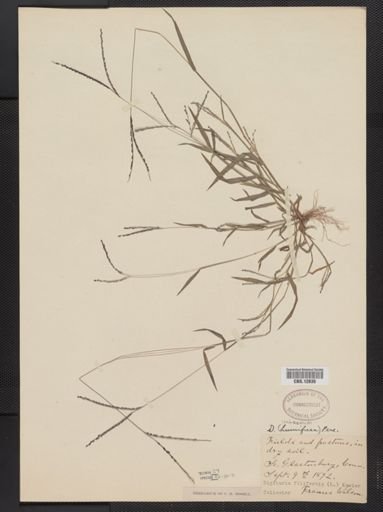 Digitaria ischaemum