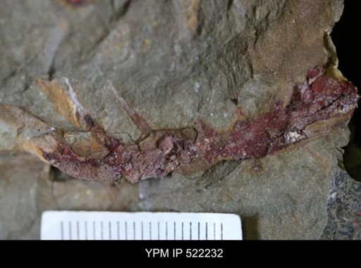 undet. Arthropoda