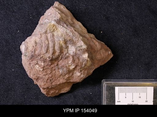 Archaeocyathus profundus