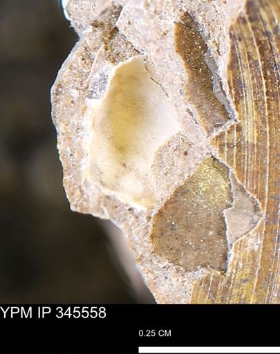 undet. Bivalvia