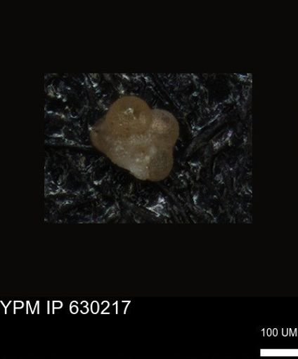 undet. Foraminiferida