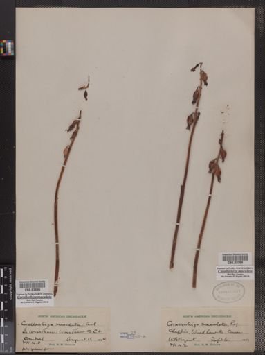 Corallorhiza maculata